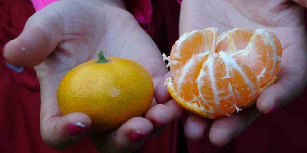 Akdeniz'de değil Ordu'da yetişiyor! 140 tonluk üretimde hasat vakti: 25 TL’den satışa çıkıyor 6